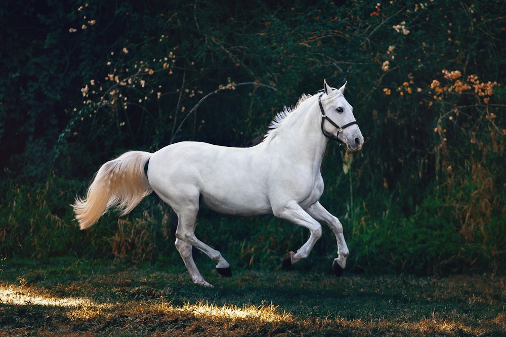Horseback trail ride in Montana